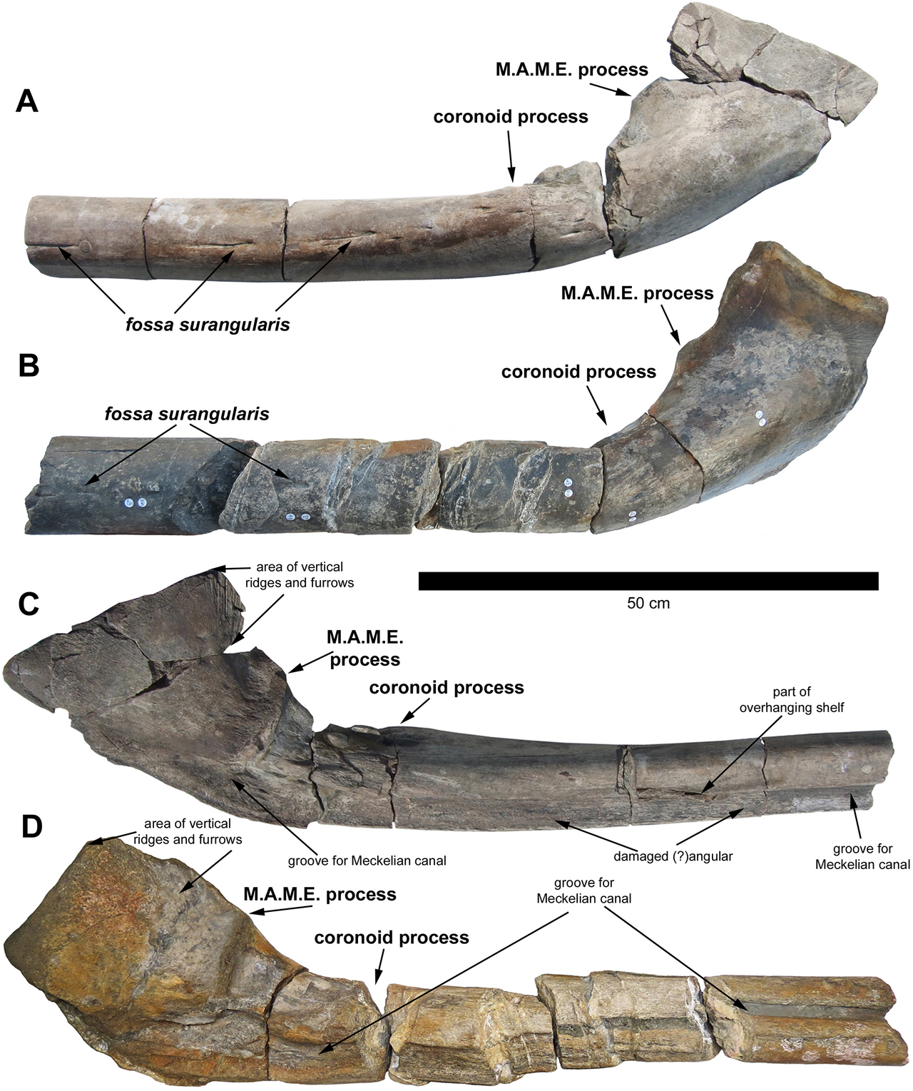Ichthyotitan Discovery: Expanding the Shastasaurid Story by 13 Million Years